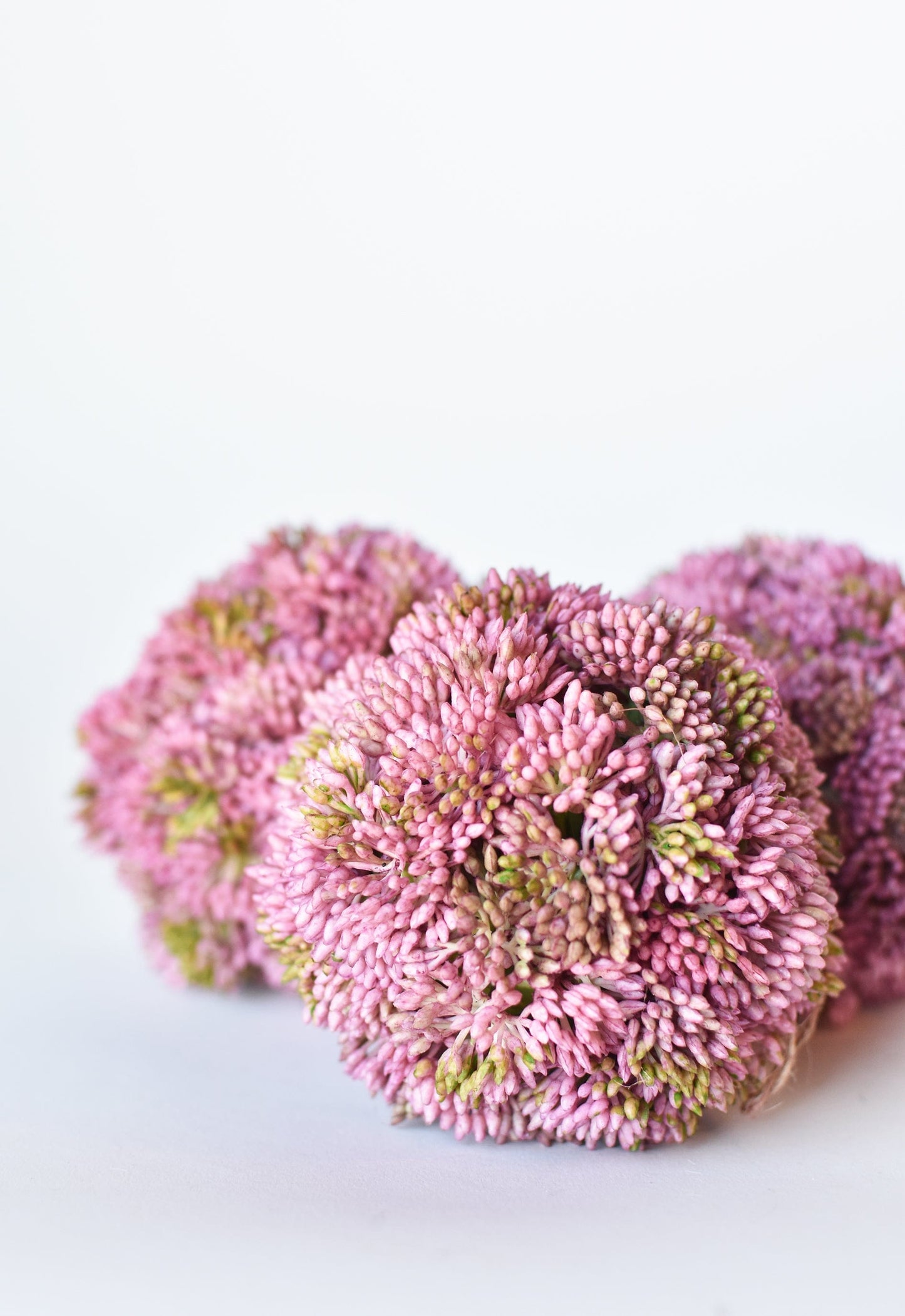 4" Faux Mauve Sedum Pink & Lime Botanicals