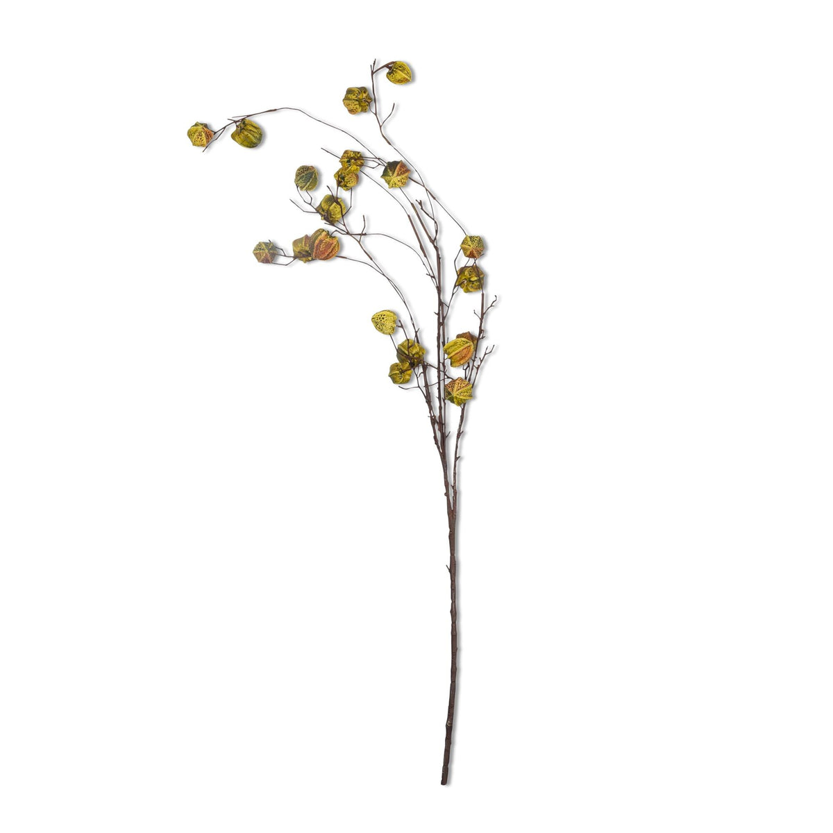 Green Poha Pod Branch, 52"L