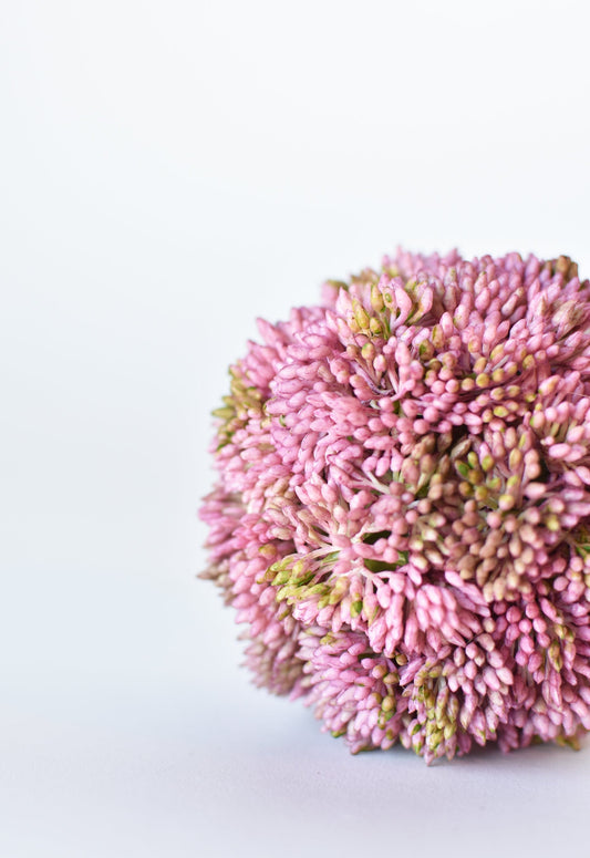 4" Faux Mauve Sedum Pink & Lime Botanicals