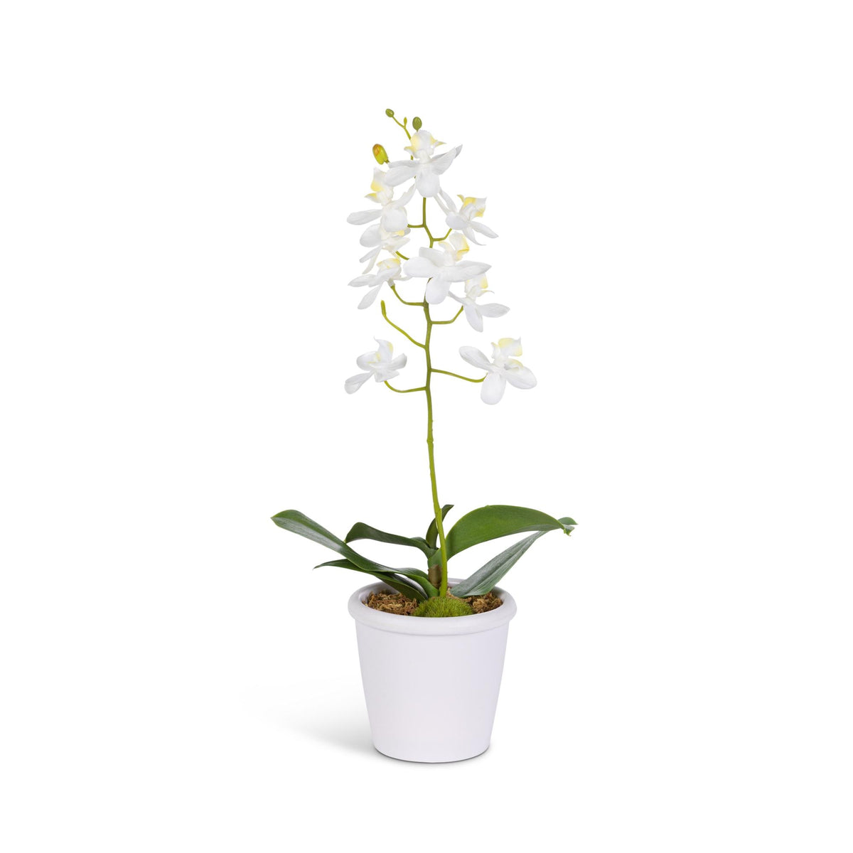 12.2" Orchid Stem on Paper Pot with Moss