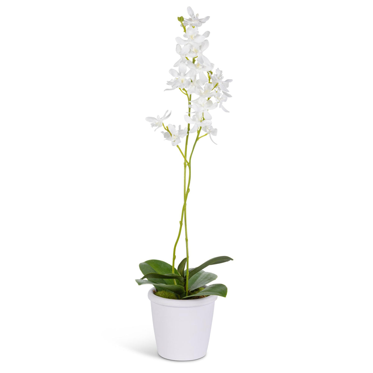 19.3" Orchid Stem on Paper Pot with Moss