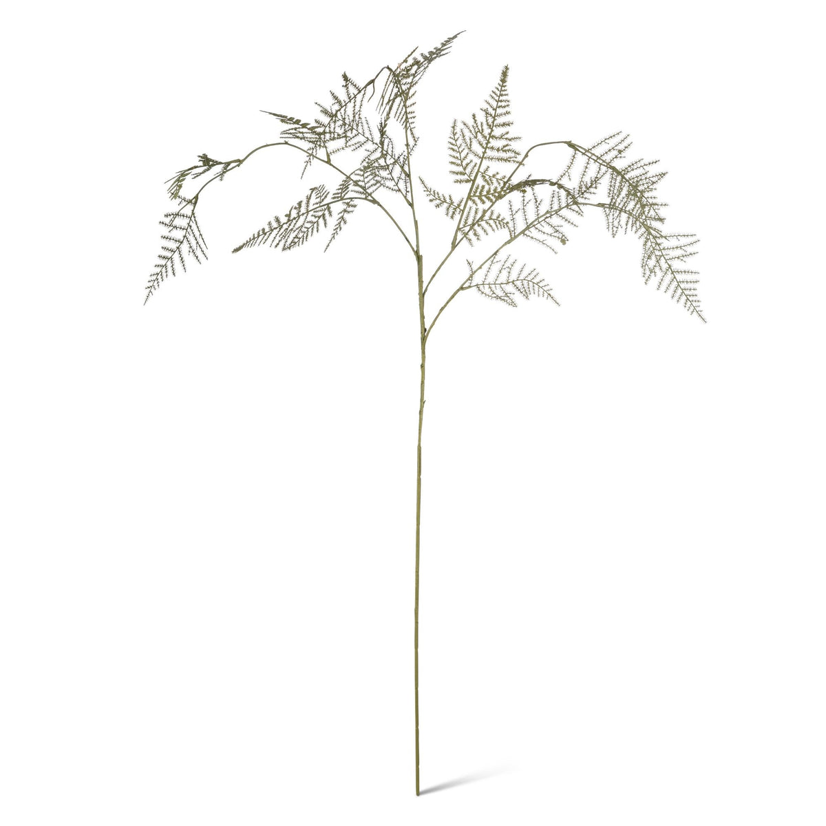 33.45" Asparagus Fern stem