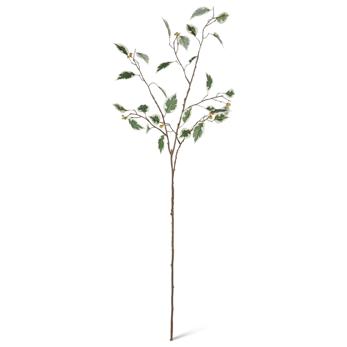 37.8" Varigated Leaf Ficus Stem with Berries