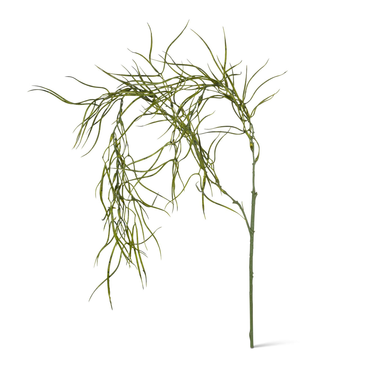 33" Drooping Hoya Linearis Stem