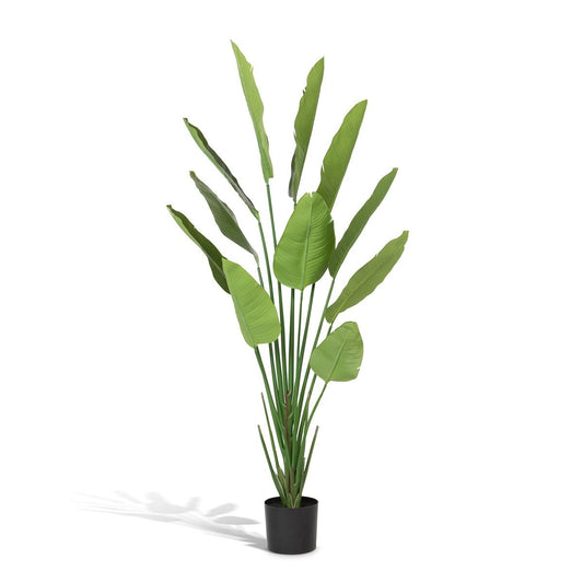 Faux Traveler Palm with Weighted Black Pot, 70"